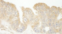 SEC23IP Antibody, Novus Biologicals 0.1mL; Unlabeled:Antibodies, Polyclonal
